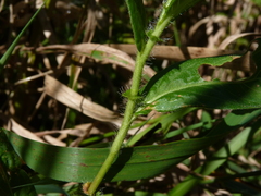 Persicaria orientalis