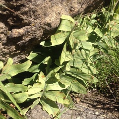 Phlebodium araneosum