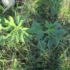 Ambrosia trifida trifida