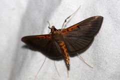 Filodes costivitralis