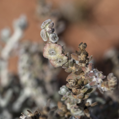 Maireana trichoptera