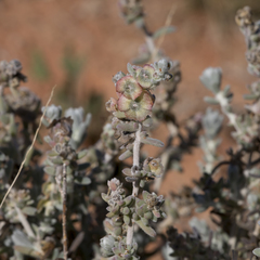 Maireana trichoptera