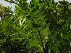 Desmoncus orthacanthos