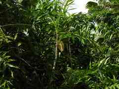 Desmoncus orthacanthos