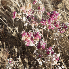 Atriplex holocarpa