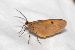 Ereunetea reussi