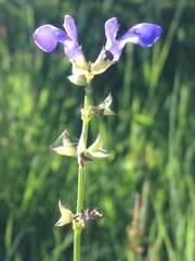 Salvia laevis