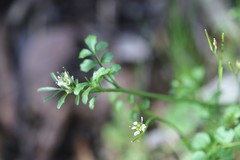 Cardamine papillata