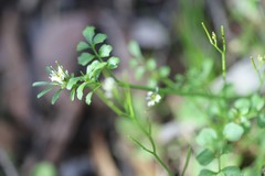 Cardamine papillata