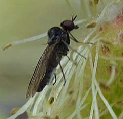 Iteaphila