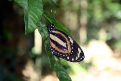 Lycorea halia cleobaea