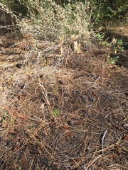 Lomatium triternatum brevifolium
