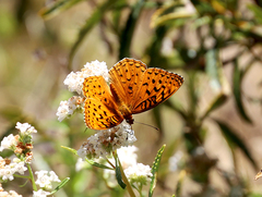 Speyeria coronis semiramis