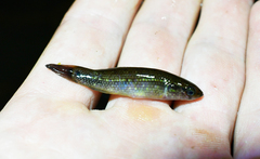 Umbra pygmaea