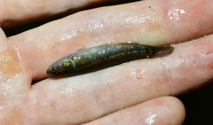 Umbra pygmaea