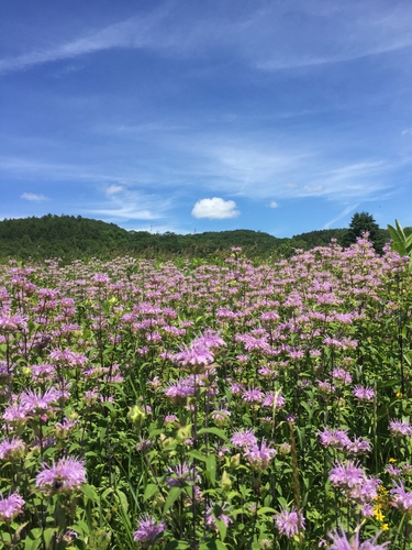 Wild bergamot (Monarda fistulosa)