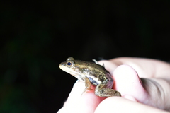 Lithobates virgatipes