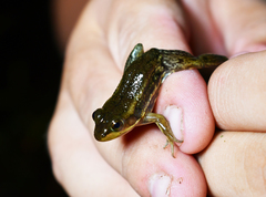 Lithobates virgatipes