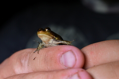 Lithobates virgatipes