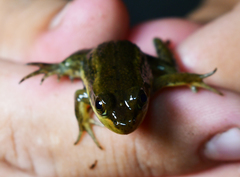 Lithobates virgatipes