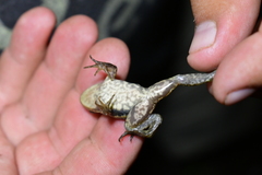 Lithobates virgatipes