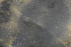 Micropterus dolomieu