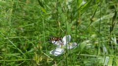 Helophilus obscurus