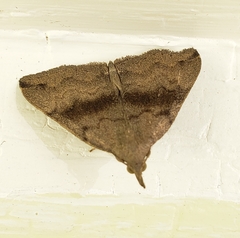 Phalaenostola eumelusalis