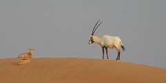 Oryx leucoryx