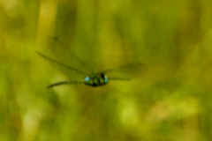 Rhionaeschna planaltica