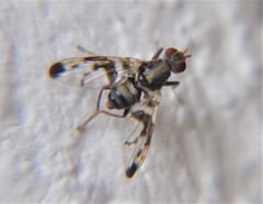 Pseudodyscrasis scutellaris