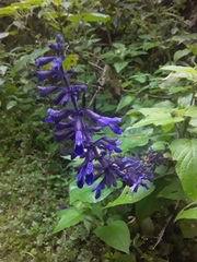 Salvia concolor