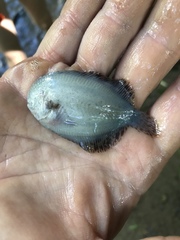 Trinectes maculatus