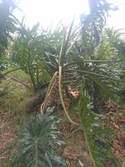 Thaumatophyllum bipinnatifidum