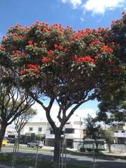 Spathodea campanulata