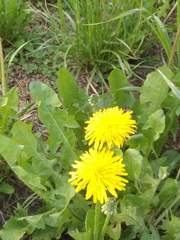 Taraxacum officinale