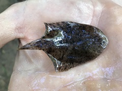 Trinectes maculatus