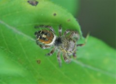 Phidippus arizonensis