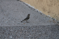 Haemorhous mexicanus