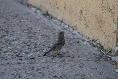 Haemorhous mexicanus
