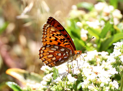 Speyeria coronis semiramis