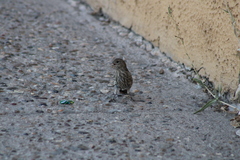 Haemorhous mexicanus
