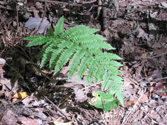 Deparia acrostichoides