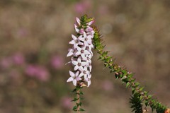 Epacris pulchella