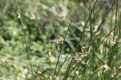 Schoenoplectus decipiens