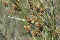 Cyperus pulcher