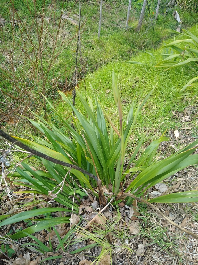 Mountain flax from Oneroa, Auckland, New Zealand on September 6, 2020 ...