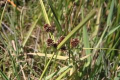 Cyperus tabularis