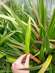 Xeronema callistemon