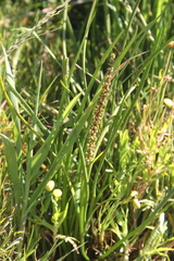 Triglochin buchenaui